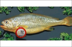 魚類水產品防偽及溯源管理